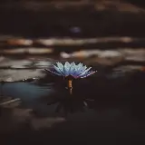 عکس نیلوفر آبی بنفش در آب برای پروفایل و پس زمینه