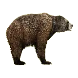 چاپ قاب موبایل و گوشی والپیپر از خرس قهوه ای برای طراحی با فرمت PNG
