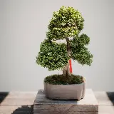 چاپ قاب موبایل و گوشی پس‌زمینه موبایل از درخت بونسای