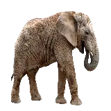 چاپ قاب موبایل و گوشی تصویر فیل طبیعی بدون پس‌زمینه