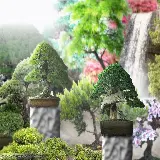 چاپ قاب موبایل و گوشی پس‌زمینه مینیمال درخت بونسای برای دسکتاپ