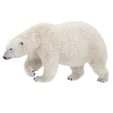 چاپ قاب موبایل و گوشی دانلود عکس زمینه کاملا رایگان و باکیفیت از خرس سفید PNG