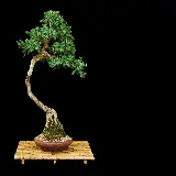 چاپ قاب موبایل و گوشی دانلود والپیپر حرفه‌ای درخت بونسای