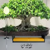 چاپ قاب موبایل و گوشی عکس بونسای با برگ‌های سبز تازه
