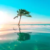 چاپ قاب موبایل و گوشی عالی ترین تصویر زمینه نخل نئونی با کیفیت بالا