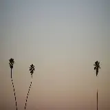 چاپ قاب موبایل و گوشی شگفت آورترین تصویر زمینه نخل نئونی برای دسکتاپ