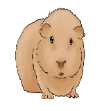 چاپ قاب موبایل و گوشی تصویر پروفایل باحال از خوکچه هندی برای فضای مجازی به صورت PNG