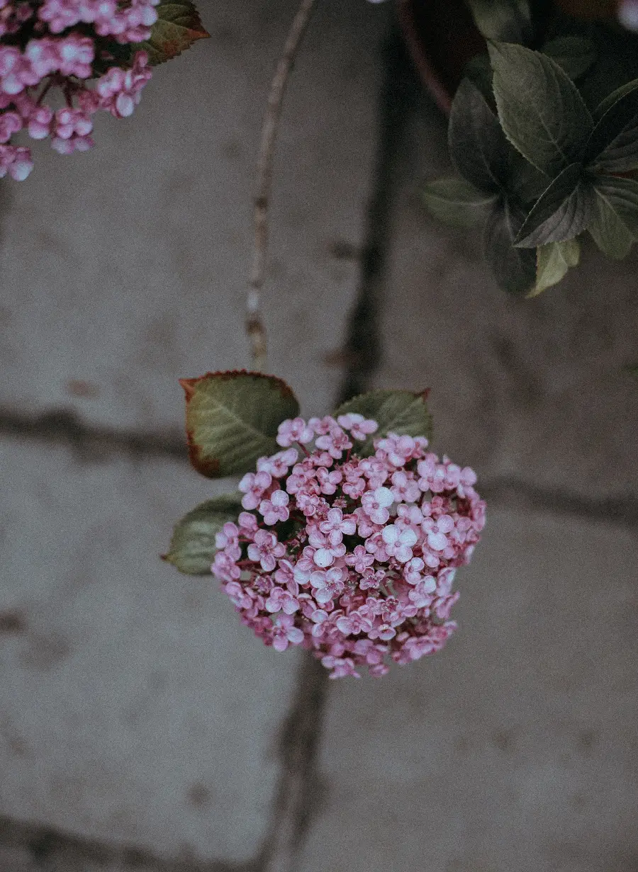تصویر گل و شکوفه با کیفیت اچ دی برای والپیپر
