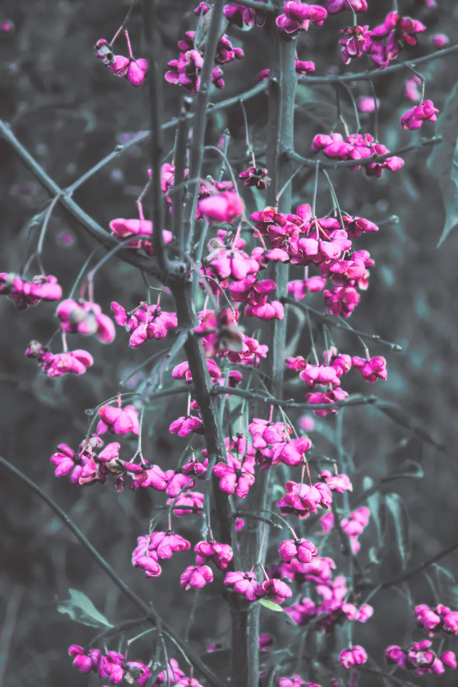 عکس گل‌های بنفش و صورتی با کیفیت HD
