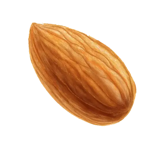 زیباترین عکس PNG تک بادام دوربری شده با کیفیت فوق العاده