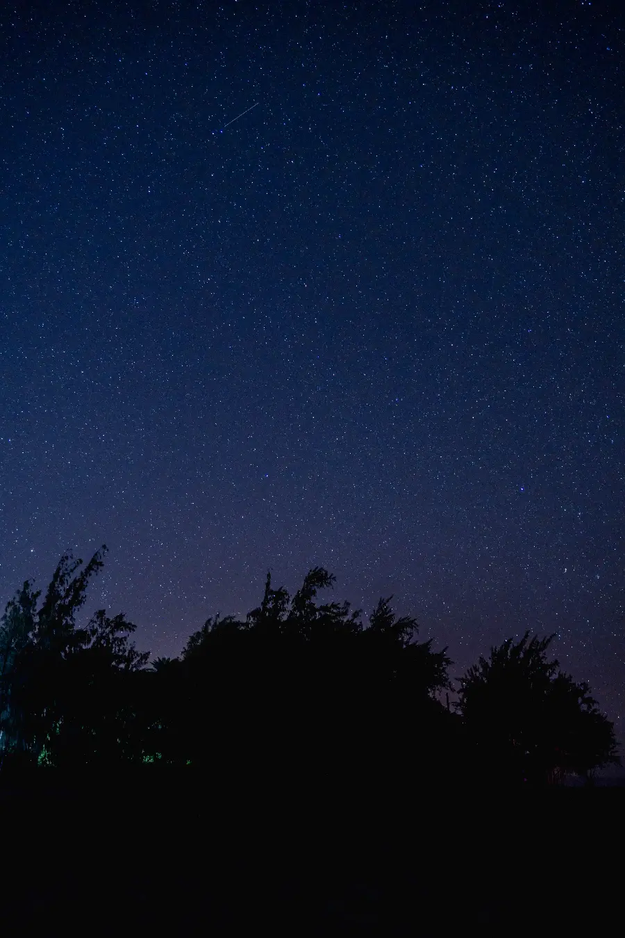 تصویر با کیفیت بالا از آسمان شب و درخت برای زمینه موبایل