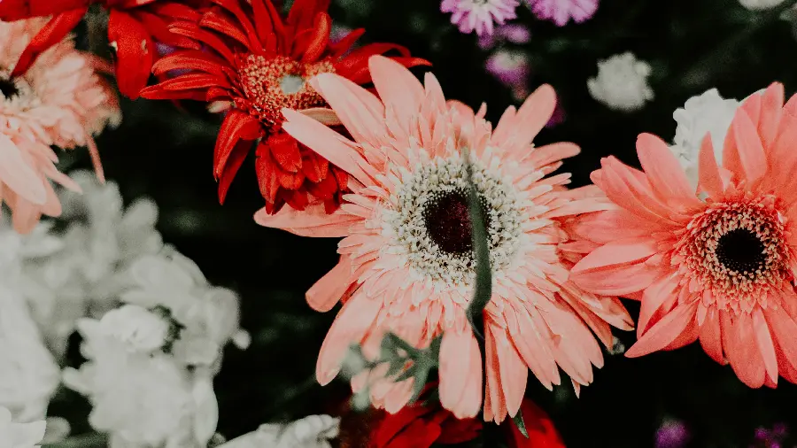 تصویر دسته گل رنگارنگ با کیفیت 4K