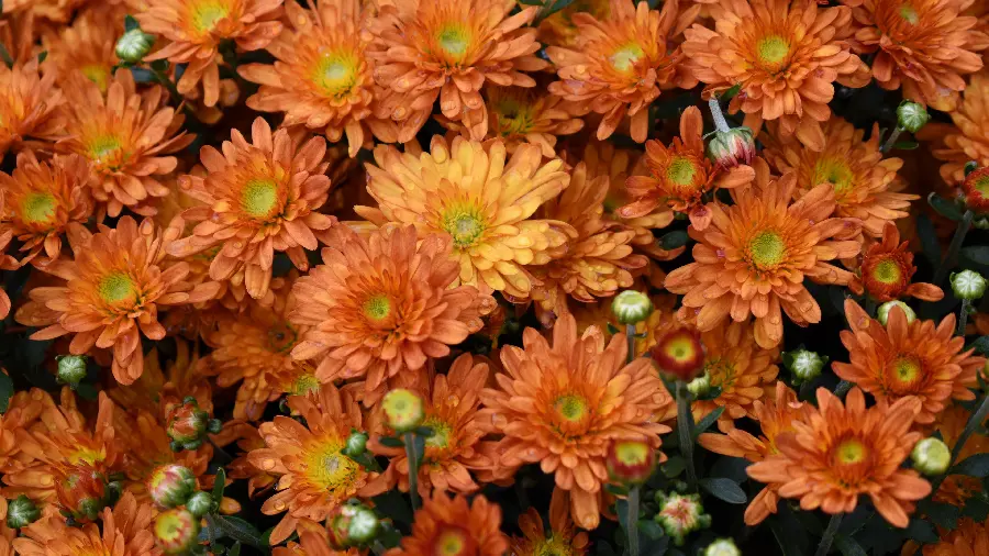 تصویر گل‌های نارنجی با قطره آب با کیفیت Ultra HD