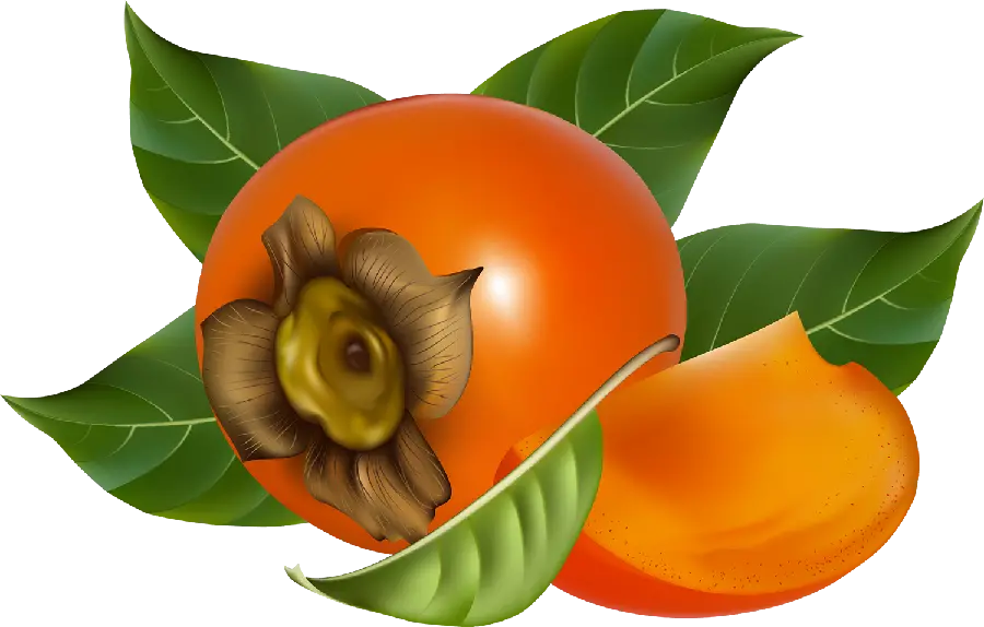 رویایی ترین تصویر نقاشی PNG خرمالو جفت ساده برای والپیپر