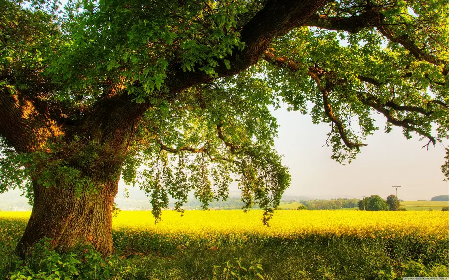 عکس خلاقانه درخت بلوط برای والپیپر
