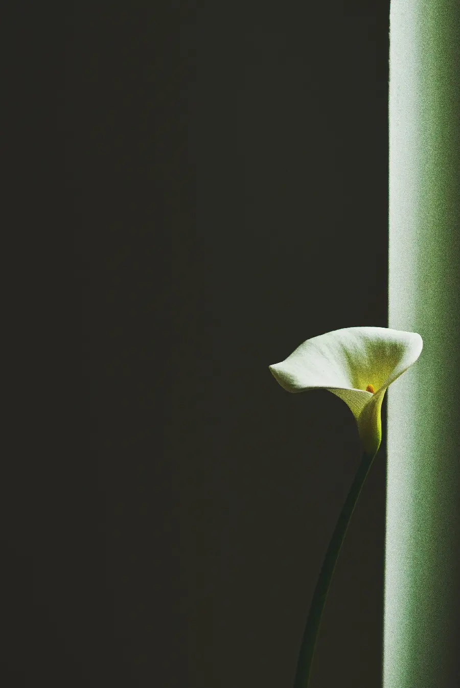 عکس زیبا از گل سفید زنگوله ای با کیفیت فوق العاده