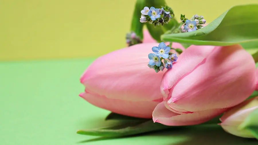 زیباترین عکس دسته گل لاله صورتی با کیفیت 4K
