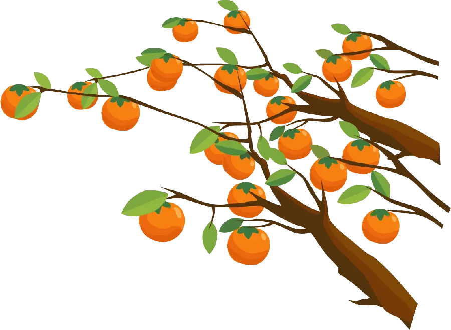 بی نظیرترین عکس نقاشی خرمالو با شاخه و درخت با کیفیت بالا