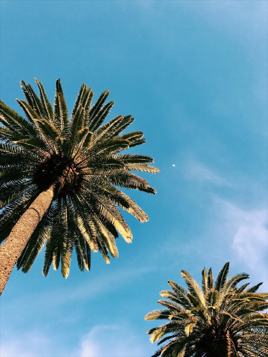 عکس درخت نخل با آسمان آبی برای پروفایل تابستانی