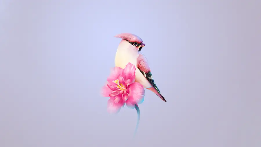 تصویر پرنده بوهمین وکس وینگ در طبیعت با کیفیت Full HD