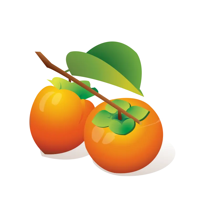 زیباترین عکس نقاشی PNG خرمالو جفت ساده با کیفیت فول اچ دی