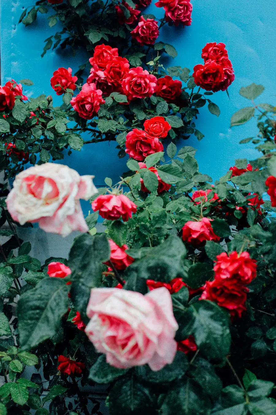 عکس طبیعت زیبا از گل‌های رز رنگارنگ در آذربایجان