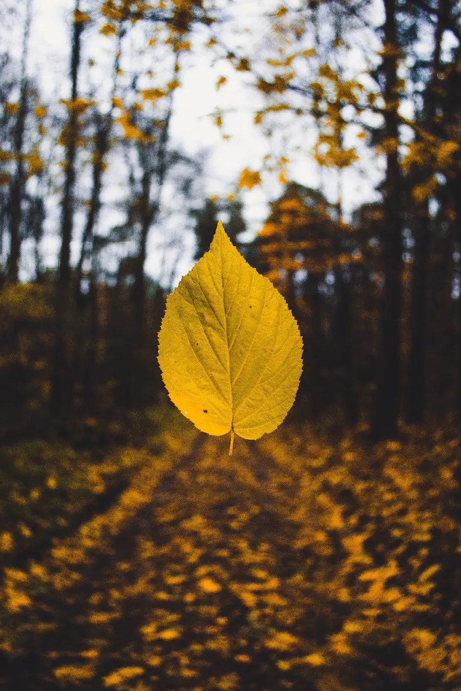 تصویر برگ زرد پاییزی معلق در هوا با کیفیت بالا برای طراحی
