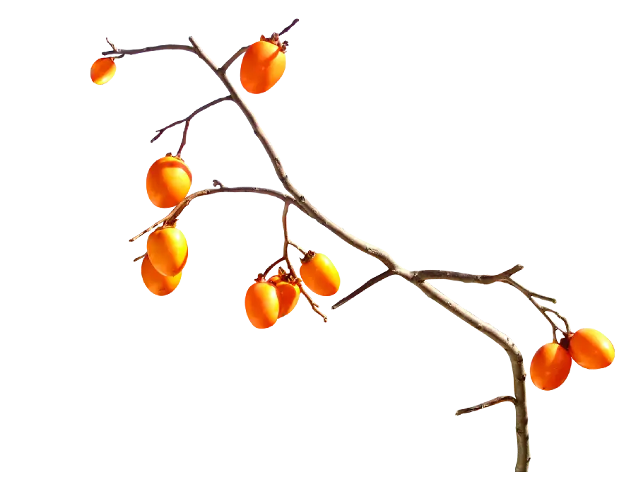 خلاق ترین عکس نقاشی خرمالو با شاخه و درخت با کیفیت اچ دی