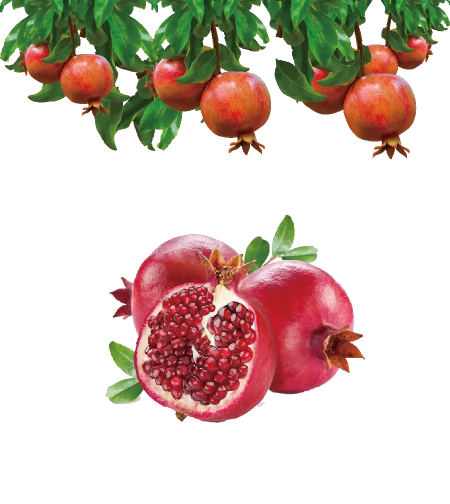عکس png دانه های انار خوش رنگ با کیفیت بالا و رزولوشن عالی