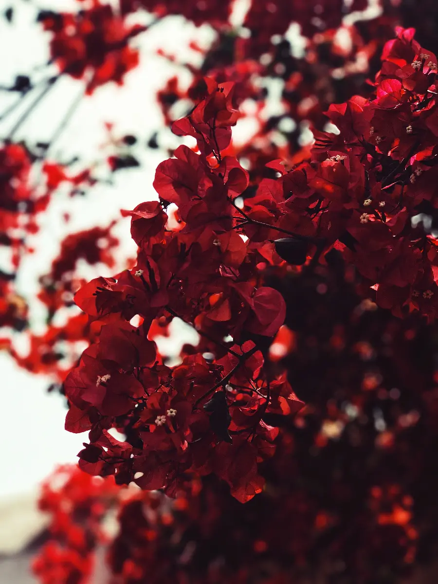 تصویر هنری با عنوان خون با کیفیت بالا