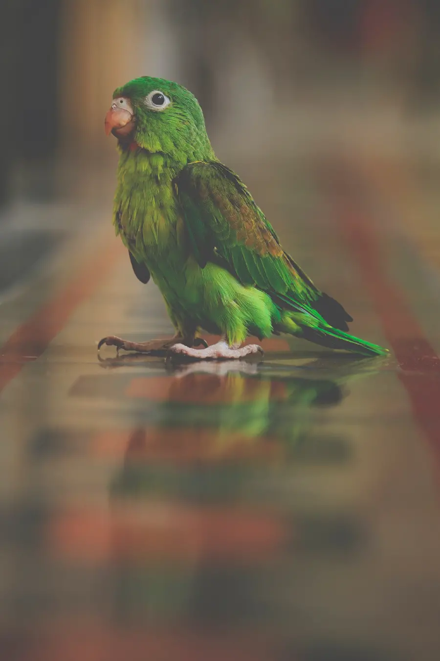 تصویر زیبا از یک طوطی سبز روی سطح مرمری منعکس کننده