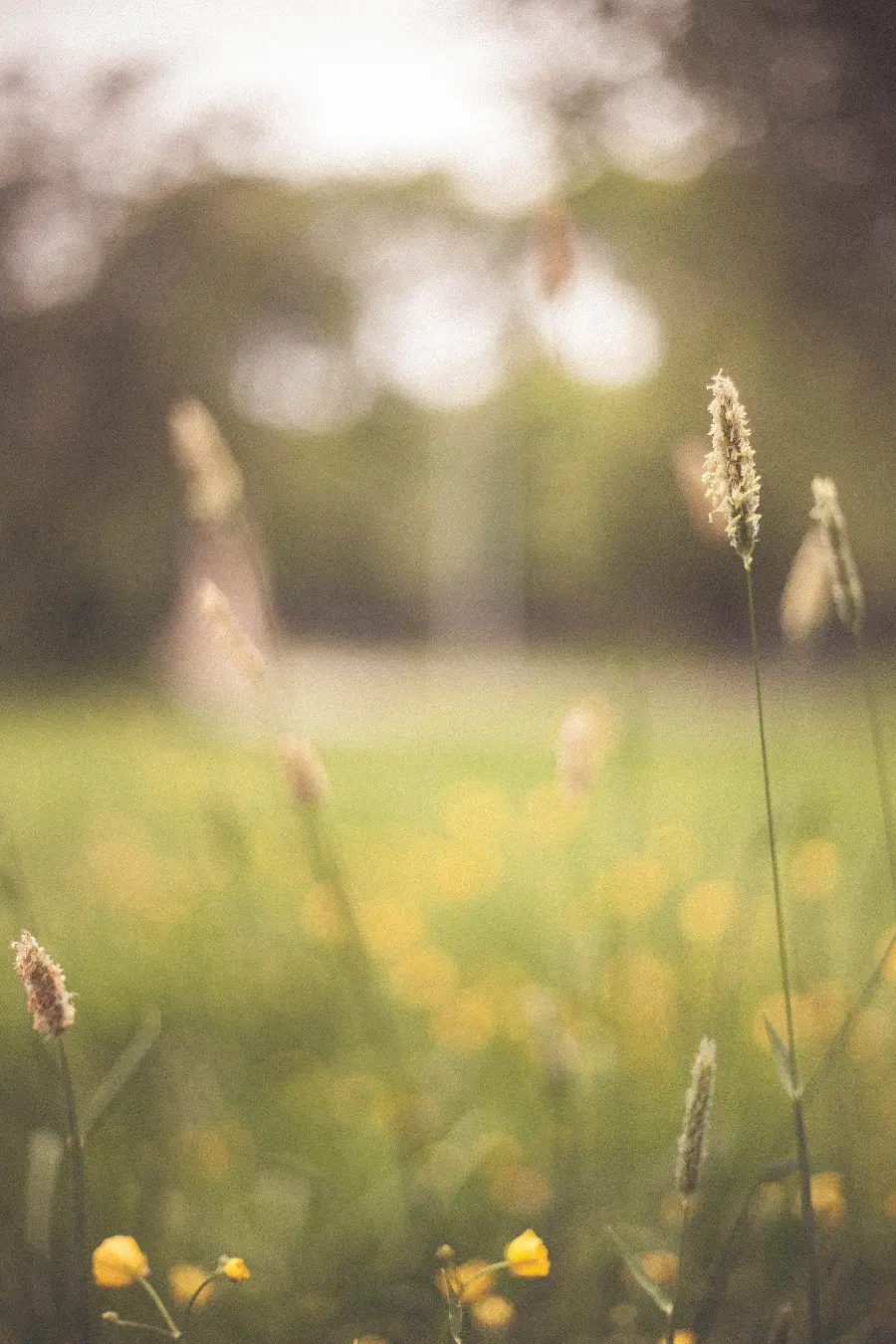 عکس گل وحشی در مزرعه با کیفیت بالا برای تابلو دکوراتیو