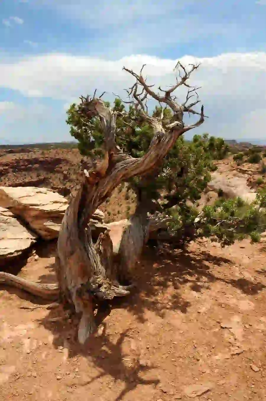 عکس بیابان با درخت تنها و فضای رمزآلود