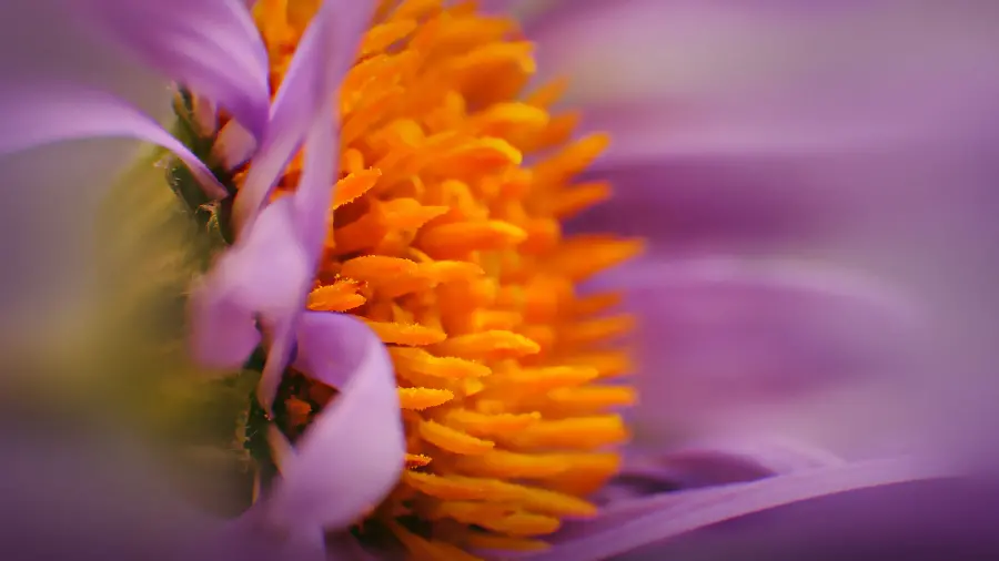 تصویر ماکرو از گل و گرده با کیفیت 4K