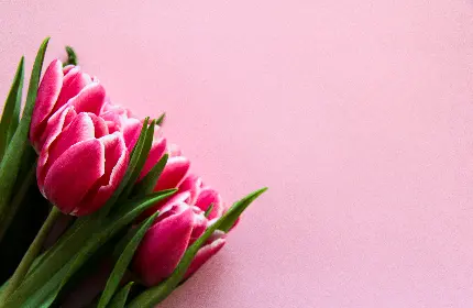 تصویر گل‌های لاله صورتی برای تخته شاسی