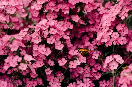 pink-flowers-closeup-floral-background-blossom-bloom-spring-6000x4000-2995