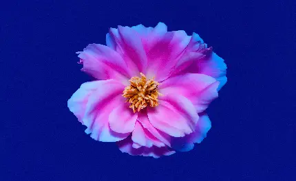 peony-flowers-pink-8000x4912-11606