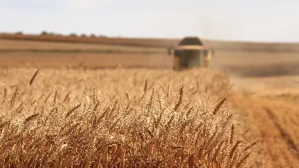 عکس تراکتور در حال برداشت گندم از مزرعه