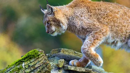 عکس گربه وحشی لینکس روی صخره با کیفیت بالا و رزولوشن عالی