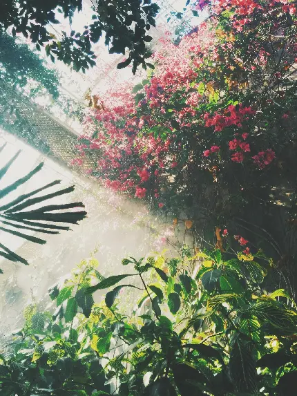 تصویر داخل گلخانه با گیاهان برای طراحی باغبانی