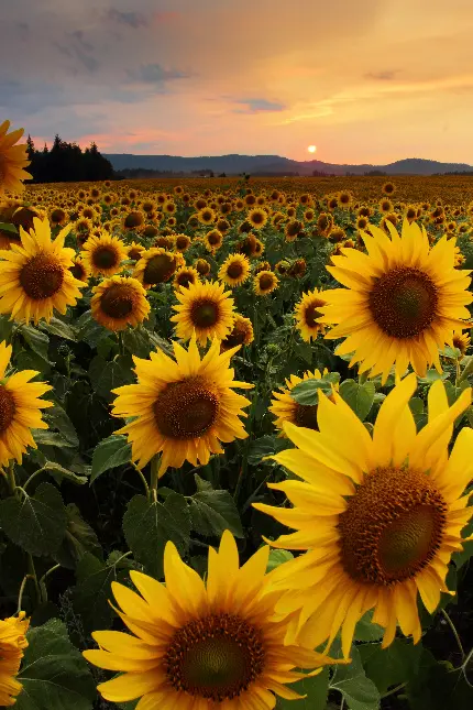 عکس گل های آفتابگردان در مزرعه با کیفیت اچ دی