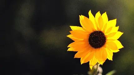 عکس گل های زرد در طبیعت با کیفیت بالا
