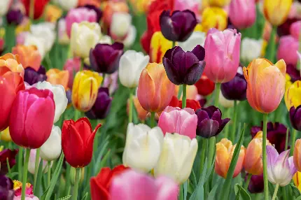 تصویر گل های لاله رنگارنگ با کیفیت بالا برای دانلود رایگان