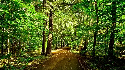 عکس جاده جنگلی با درختان سرسبز و کیفیت 4K برای والپیپر