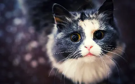 والپیپر دسکتاپ گربه مشکی با جلوه مخملی و بافت نرم