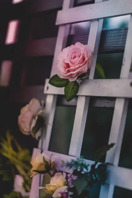 تصویر داربست سفید با تزئین گل رز با کیفیت فول اچ دی