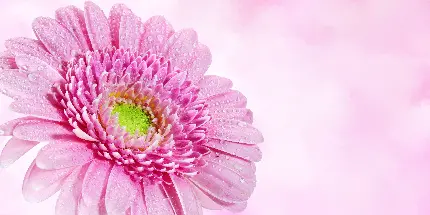 عکس گل ژربرا صورتی با قطره های آب برای والپیپر موبایل