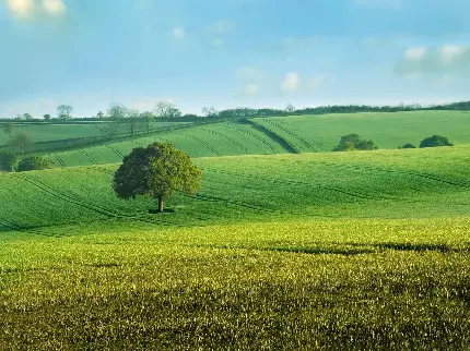 تصویر رویایی درخت بلوط سبز برای طراحی