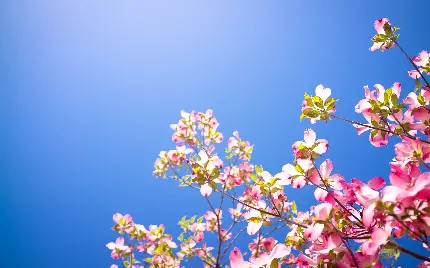 عکس خیره کننده درخت گل دار شکوفه صورتی با کیفیت فول اچ دی