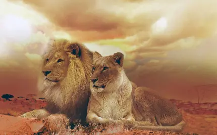 عکس شیرها در حیات وحش با جلوه فانتزی و کیفیت بالا